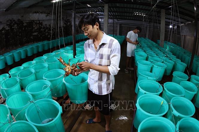 Kiểm tra chất lượng cua bố mẹ trước khi cho sinh sản ở cơ sở sản xuất giống của Công ty TNHH MTV Giống thuỷ sản Trọng Tính, xã Gành Hào, tỉnh Cà Mau. Ảnh: Vũ Sinh - TTXVN
