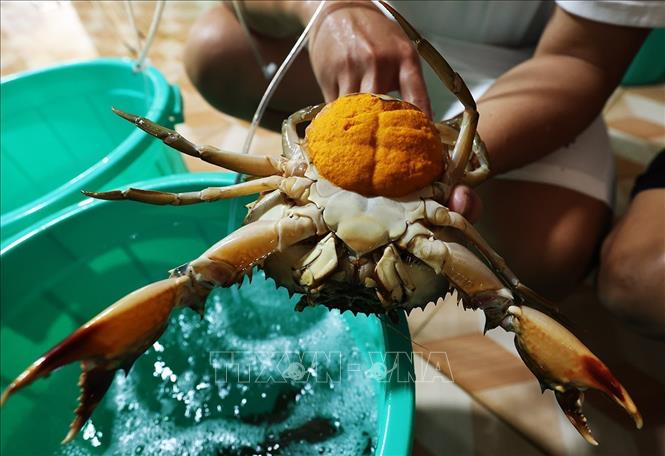 Kiểm tra chất lượng cua bố mẹ trước khi cho sinh sản ở cơ sở sản xuất giống của Công ty TNHH MTV Giống thuỷ sản Trọng Tính, xã Gành Hào, tỉnh Cà Mau. Ảnh: Vũ Sinh - TTXVN