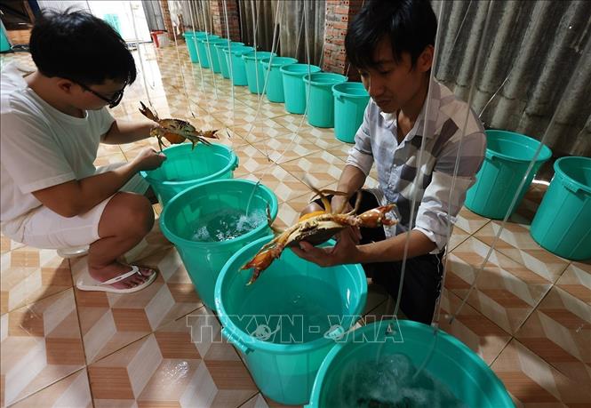 Kiểm tra chất lượng cua bố mẹ trước khi cho sinh sản ở cơ sở sản xuất giống của Công ty TNHH MTV Giống thuỷ sản Trọng Tính, xã Gành Hào, tỉnh Cà Mau. Ảnh: Vũ Sinh - TTXVN