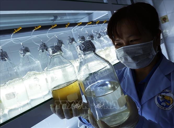 Sản xuất tảo làm thức ăn cho ấu trùng tôm theo phương pháp vi tảo ở Khu phức hợp sản xuất tôm giống công nghệ cao Việt Úc, phường Nhà Mát, tỉnh Cà Mau. Ảnh: Vũ Sinh – TTXVN