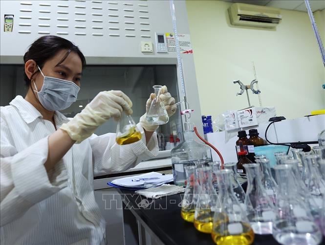 Quy trình sản xuất tảo làm thức ăn cho ấu trùng tôm theo phương pháp vi tảo ở Khu phức hợp sản xuất tôm giống công nghệ cao Việt Úc, phường Nhà Mát, tỉnh Cà Mau. Ảnh: Vũ Sinh – TTXVN