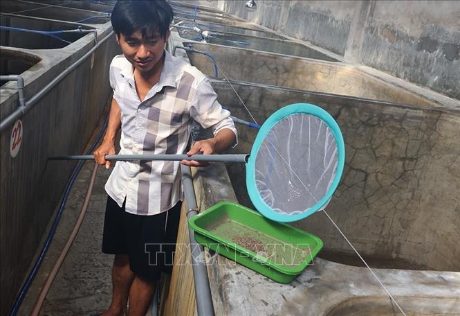 Kiểm tra chất lượng cua giống để cung cấp phục vụ nuôi trồng ở cơ sở sản xuất giống của Công ty TNHH MTV Giống thuỷ sản Trọng Tính, xã Gành Hào, tỉnh Cà Mau. Ảnh: Vũ Sinh - TTXVN