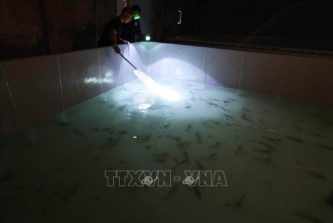 Kiểm tra chất lượng tôm giống bố mẹ trước khi cho sinh sản ở cơ sở sản xuất tôm giống của Công ty TNHH Giải pháp sinh học giống thuỷ sản GOLD KEY, phường Nhà Mát, tỉnh Cà Mau. Ảnh: Vũ Sinh – TTXVN