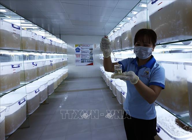 Sản xuất tảo làm thức ăn cho ấu trùng tôm theo phương pháp vi tảo ở Khu phức hợp sản xuất tôm giống công nghệ cao Việt Úc, phường Nhà Mát, tỉnh Cà Mau. Ảnh: Vũ Sinh – TTXVN

