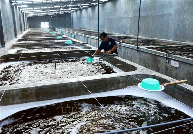 Chăm sóc tôm giống ở cơ sở sản xuất tôm giống của Công ty TNHH Giải pháp sinh học giống thuỷ sản GOLD KEY, phường Nhà Mát, tỉnh Cà Mau. Ảnh: Vũ Sinh – TTXVN