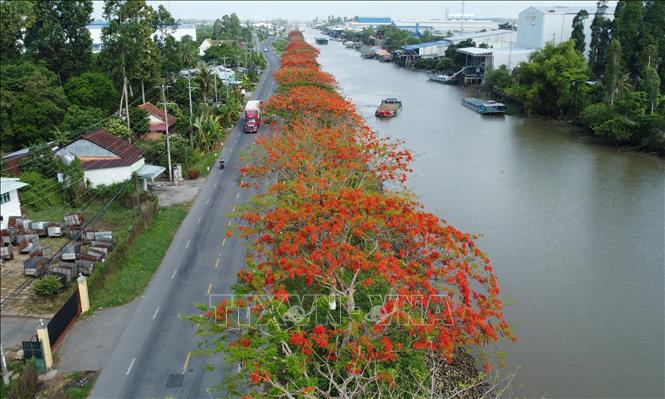 A road full of blooming phuong vi flowers in Dong Thap province. VNA Photo: Nhựt An