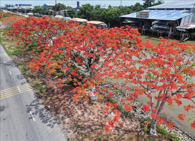 Phuong vi flowers  in full bloom. VNA Photo: Nhựt An