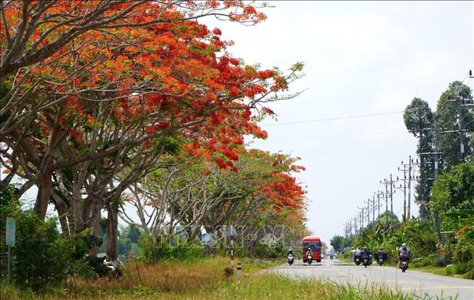 A road full of blooming phuong vi flowers in Dong Thap province. VNA Photo: Nhựt An