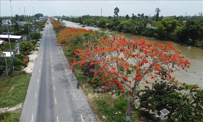 The line of phuong vi flowers stretch to the end of the road in Lap Vo commune, Dong Thap province. VNA Photo: Nhựt An