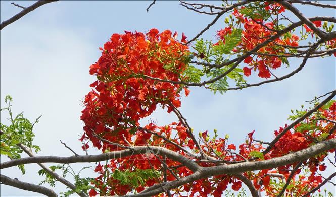 The brilliant red-orange petals of phuong vi flowers. VNA Photo: Nhựt An