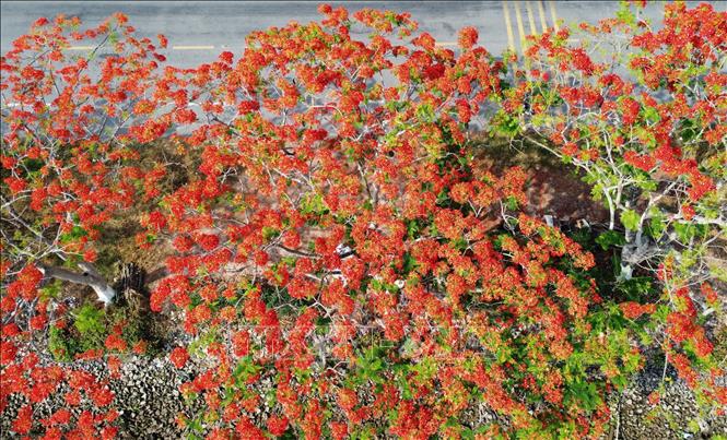 Phuong vi flowers viewed from above. VNA Photo: Nhựt An