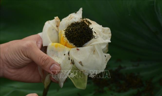 Trà được ủ trong sen Huế có mùi hương thanh khiết, dịu nhẹ. Ảnh: Văn Dũng-TTXVN
