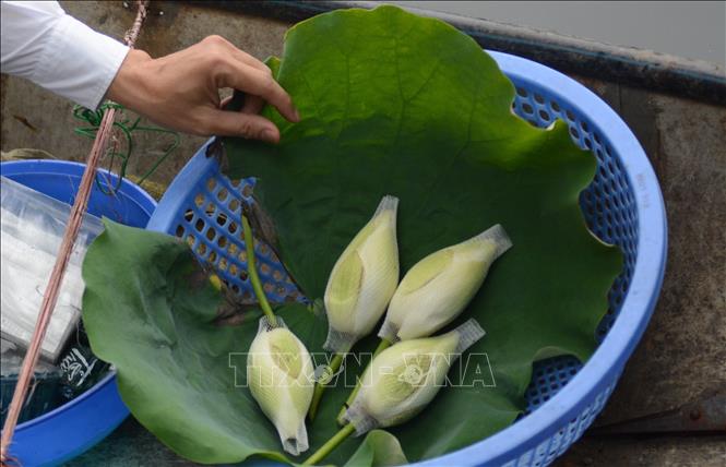 Bông hoa có chứa trà sen được thu hoạch sau một ngày ủ. Ảnh: Văn Dũng-TTXVN