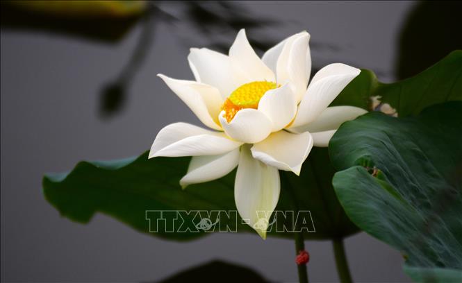Hoa sen cổ xứ Huế được chọn để ướp trà sen. Ảnh: Văn Dũng-TTXVN