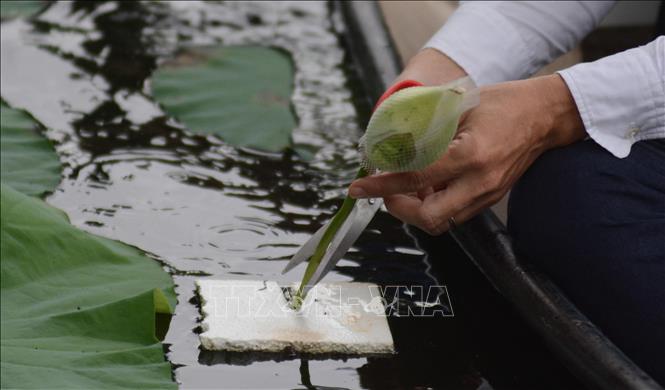 Thu hoạch bông sen ướp trà sau một ngày ủ. Ảnh: Văn Dũng-TTXVN