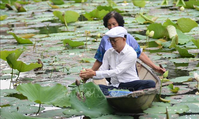 Người nghệ nhân phải dậy từ sáng sớm, tỉ mỉ chọn những bông hoa sen đủ tiêu chuẩn để ủ trà. Ảnh: Văn Dũng-TTXVN