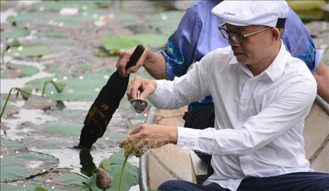 Người nghệ nhân chọn loại trà ngon để  ủ trong sen, để khi uống người thưởng trả sẽ vừa cảm nhận được hương thơm mát của sen và vị ngon của trà. Ảnh: Văn Dũng-TTXVN