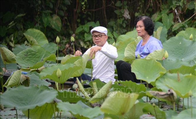 Ông Võ Đại Phong, Nghệ nhân làm trà sen Huế, tỉ mỉ chọn từng đóa hoa sen cổ để đưa trà vào ủ. Ảnh: Văn Dũng-TTXVN