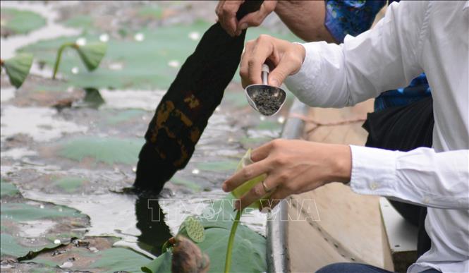 Nghệ nhân đưa trà vào bông hoa sen cổ. Ảnh: Văn Dũng-TTXVN