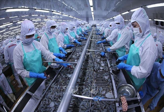 Processing shrimp for export at the Minh Phu Seafood Corporation's factory in the southernmost province of Ca Mau. VNA Photo: Vũ Sinh 