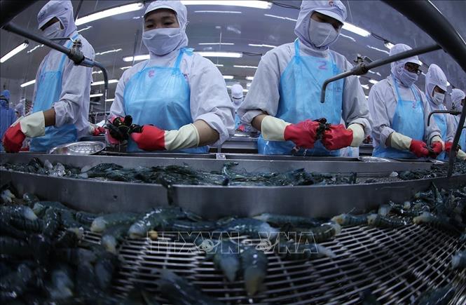 Processing shrimp for export at the Minh Phu Seafood Corporation's factory in the southernmost province of Ca Mau. VNA Photo: Vũ Sinh 