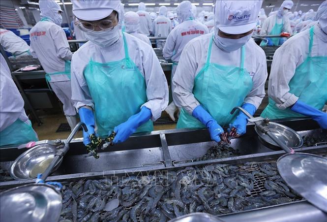 Processing shrimp for export at the Minh Phu Seafood Corporation's factory in the southernmost province of Ca Mau. VNA Photo: Vũ Sinh 
