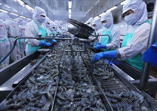 Processing shrimp for export at the Minh Phu Seafood Corporation's factory in the southernmost province of Ca Mau. VNA Photo: Vũ Sinh 