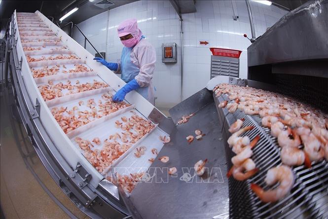 Processing shrimp for export at the Minh Phu Seafood Corporation's factory in the southernmost province of Ca Mau. VNA Photo: Vũ Sinh 