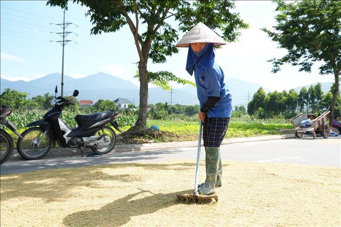 Dưới cái nắng gay gắt giữa trưa hè, người lao động vẫn miệt mài làm việc, phơi và đảo thóc để kịp vụ mùa. Ảnh: Nguyễn Thảo - TTXVN