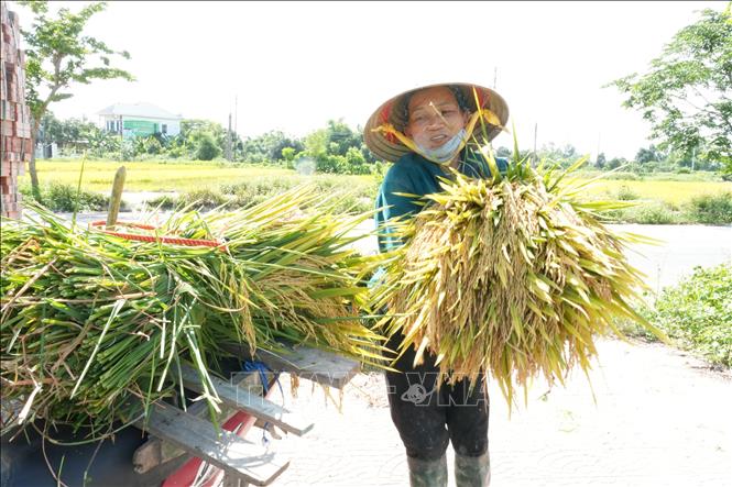Người nông dân ở Phú Thọ tất bật thu gom lúa giữa thời tiết nắng nóng gay gắt. Ảnh: Nguyễn Thảo - TTXVN