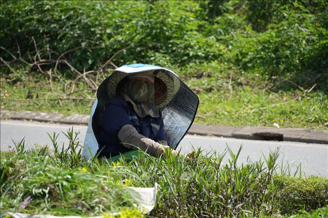 Công nhân Công ty Môi trường và Công trình đô thị Vĩnh Phúc, tỉnh Phú Thọ làm việc ngoài trời, trực tiếp đối mặt với cái nắng gay gắt. Ảnh: Nguyễn Thảo - TTXVN