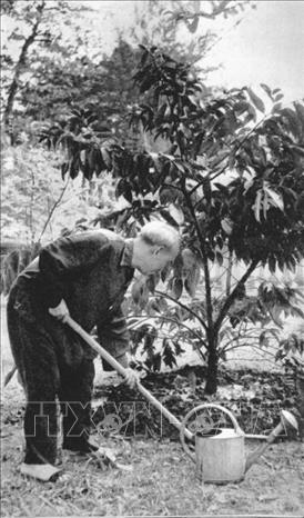 Cây vú sữa của đồng bào miền Nam gửi tặng được Bác Hồ trồng và chăm sóc hằng ngày ngay gần bờ ao, bên cạnh ngôi nhà 54, nơi Bác ở 4 năm đầu tiên trong Khu Phủ Chủ tịch. Tháng 5/1958, khi chuyển sang sống và làm việc tại ngôi Nhà sàn, Bác đã đề nghị chuyển cây vú sữa trồng ở phía sau nhà sàn để Bác chăm sóc được thuận tiện hơn, dường như Bác muốn cây vú sữa miền Nam luôn ở gần bên Bác. Hằng ngày, làm việc tại Nhà sàn, Bác vẫn nhìn thấy cây vú sữa để hình ảnh miền Nam luôn trong trái tim Người. Ảnh: Tư liệu TTXVN