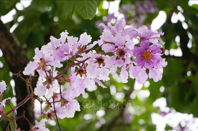 Phú Thọ rực rỡ sắc tím bằng lăng trên các tuyến đường - Ảnh thời sự ...