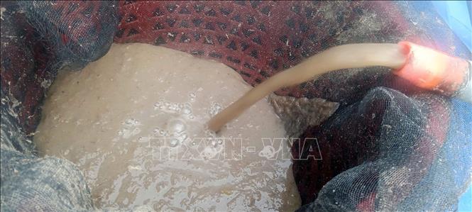 Quá trình sản xuất phân bón hữu cơ dạng lỏng từ phụ phẩm quá trình sản xuất sợi chuối tại U Minh Thượng của Hợp tác xã Dịch vụ nông nghiệp Kênh 10 (xã U Minh Thượng, An Giang). Ảnh: Văn Sĩ - TTXVN 