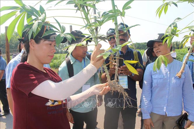 Chất lượng tăng trưởng cây sắn tăng mạnh khi ứng dụng khoa học công nghệ trên đồng sắn. Ảnh: Thanh Tân - TTXVN