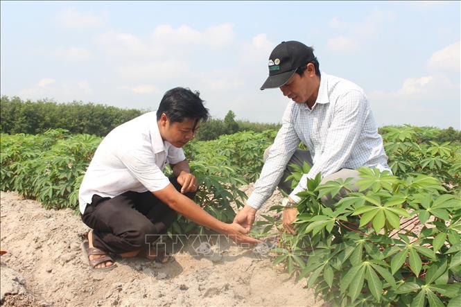 Nông dân tỉnh Tây Ninh ứng dụng công nghệ tưới tiên tiến cho đồng sắn. Ảnh: Thanh Tân - TTXVN