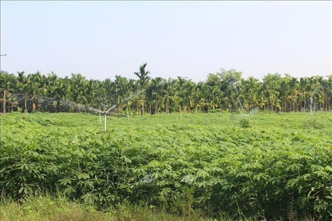 Chất lượng tăng trưởng đồng sắn tăng mạnh khi ứng dụng khoa học công nghệ trên đồng sắn. Ảnh: Thanh Tân - TTXVN