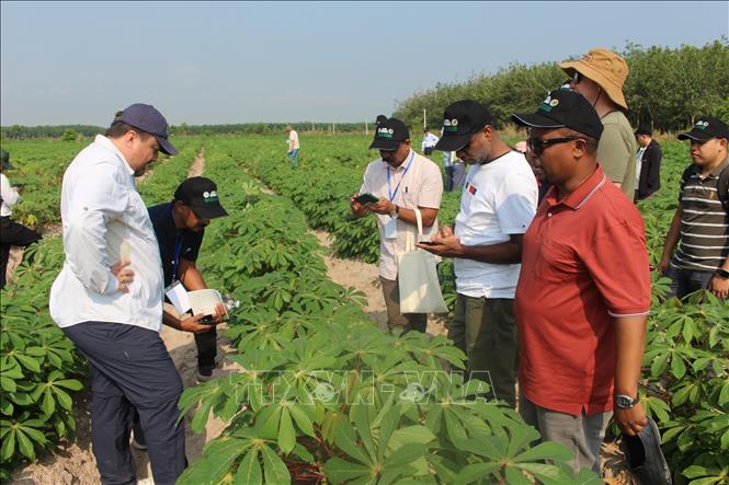 Các chuyên gia khảo sát đồng sắn ứng dụng khoa học công nghệ. Ảnh: Thanh Tân - TTXVN