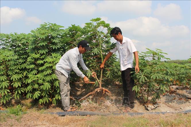 Chất lượng tinh bột và sản lượng củ sắn tăng mạnh khi ứng dụng khoa học công nghệ trên đồng sắn. Ảnh: Thanh Tân - TTXVN