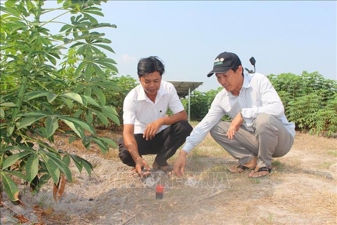Nông dân tỉnh Tây Ninh ứng dụng công nghệ tưới tiên tiến cho đồng sắn. Ảnh: Thanh Tân - TTXVN