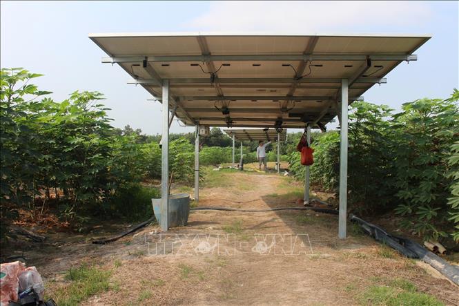 Nông dân tỉnh Tây Ninh ứng dụng hệ thống điện năng lượng mặt trời để tưới nước cho đồng sắn. Ảnh: Thanh Tân - TTXVN