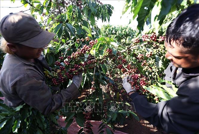 Coffee harvesting at a farmer's farm affiliated with Hoa Trang Import-Export Co., Ltd. in IAPhìn commune, Gia Lai province. VNA Photo: Vũ Sinh