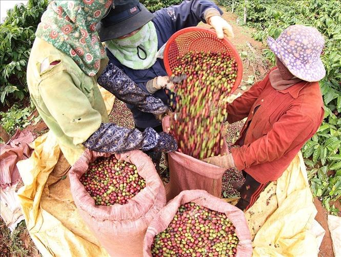 Coffee harvesting at a farm of the Vietnam National Coffee Corporation. VNA Photo: Vũ Sinh