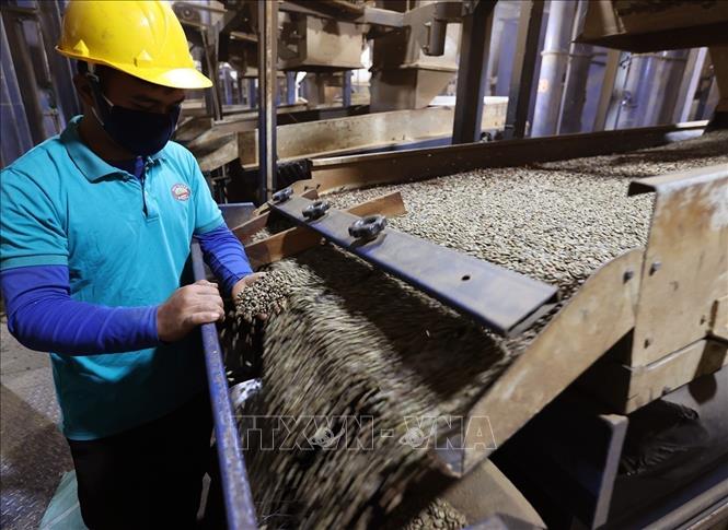 Processing coffee for export at the Hoa Trang Import-Export Company Limited factory, Hoi Phu ward, Gia Lai province. VNA Photo: Vũ Sinh