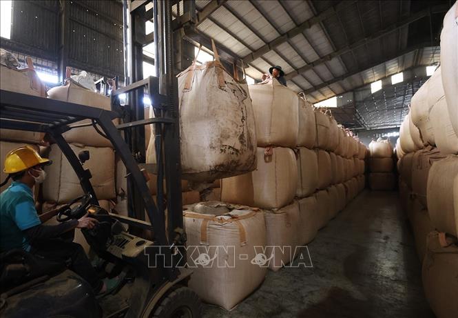 Green coffee beans are properly stored before export at the Hoa Trang Import-Export Company Limited factory in Hoi Phu ward, Gia Lai province. VNA Photo: Vũ Sinh