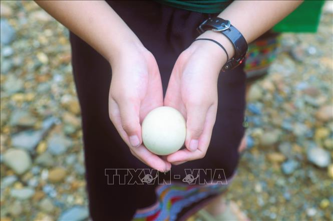 Sau lễ “rửa xui” trên suối Nậm Ngân, những quả trứng gà đã luộc chín, rửa sạch bằng nước suối thiêng Nậm Ngân sẽ được tặng cho các cháu nhỏ. Ảnh: Xuân Tiến - TTXVN  