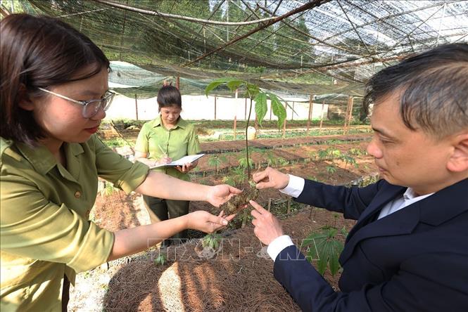 Kiểm tra sự phát triển của giống cây sâm Ngọc Linh được nhân giống bảo tồn ở Trung tâm của Vườn quốc gia Hoàng Liên, tỉnh Lào Cai. Ảnh: Vũ Sinh - TTXVN