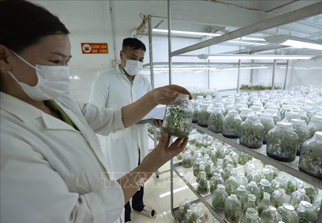 Nhân giống bảo tồn một số loài thực vật ở Trung tâm của Vườn quốc gia Hoàng Liên, tỉnh Lào Cai. Ảnh: Vũ Sinh - TTXVN
