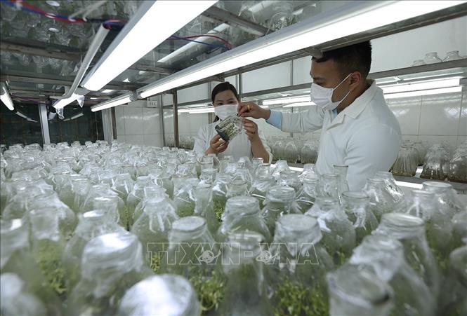 Nhân giống bảo tồn một số loài thực vật ở Trung tâm của Vườn quốc gia Hoàng Liên, tỉnh Lào Cai. Ảnh: Vũ Sinh - TTXVN