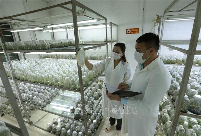 Nhân giống bảo tồn một số loài thực vật ở Trung tâm của Vườn quốc gia Hoàng Liên, tỉnh Lào Cai. Ảnh: Vũ Sinh - TTXVN